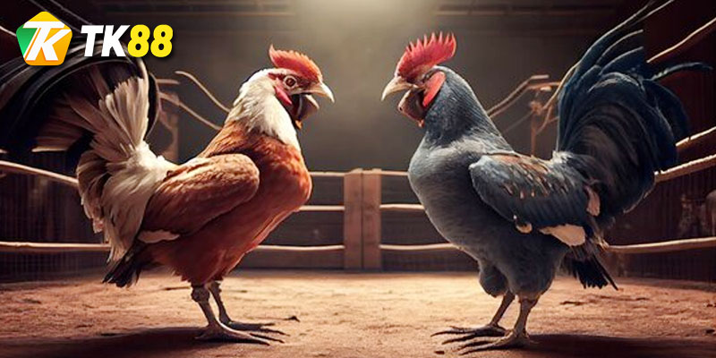 Giới thiệu hình thức Đá gà Thomo cho người mới 3 ưu điểm khi chơi cá cược đá gà tại tk88